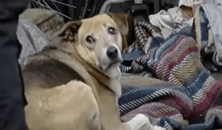 Dog refuses to abandon the body of his owner who died on the street