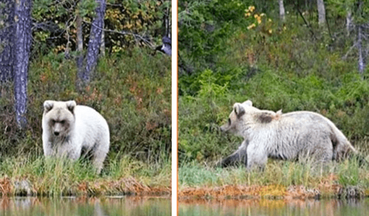 A Very Rare White Bear Caught On Camera By Natural Resources Centre Professor