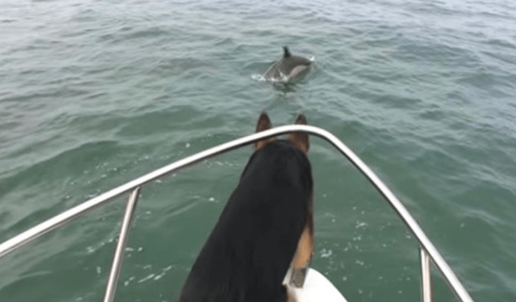 Pair Of Dolphins Tease German Shepherd – So He Jumps In Water After Them