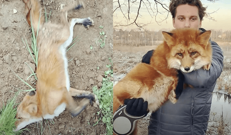 Man Saves A Wild Dying Fox Later They Became Best Friends ( +15 Pics)