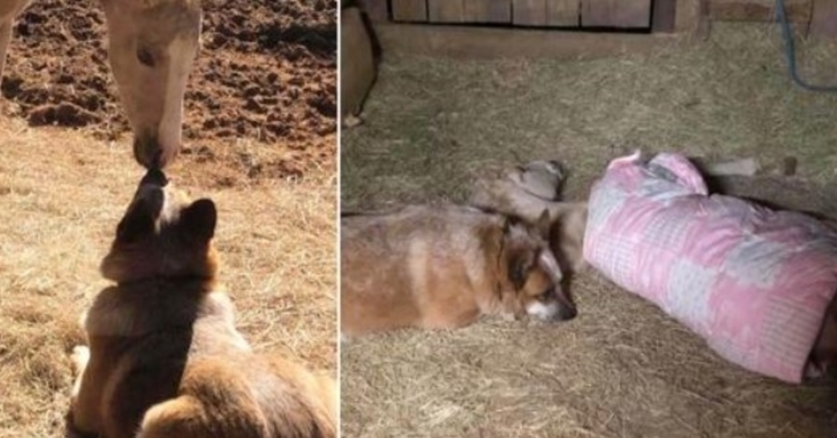 He Lost His Mom At 9 Days Old, Finds A Rescue Dog Who Won’t Let Him Sleep Alone