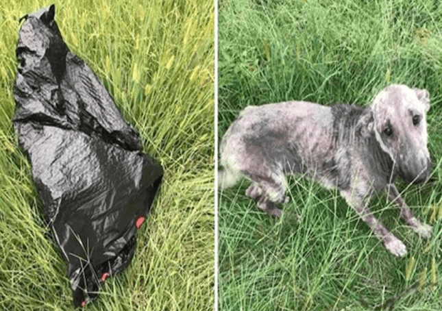 Woman’s Dog Cries In Distress After Finding Sick Dog By Trash Bag