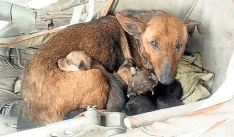 Woman Hears Crying And Finds Newborn Human Baby Tucked In Between Litter Of Stray’s Pups