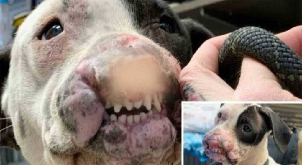 Friendly Dog With Mangled Face & No Nostrils Left For Dead In Local Park