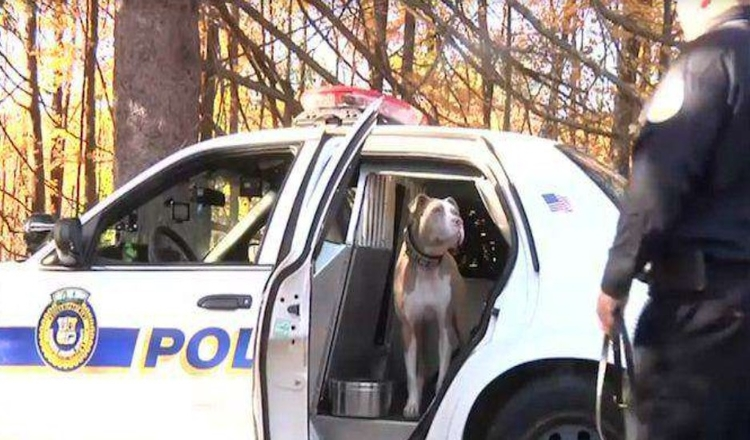 New York’s First Pit Bull Police Dog Is Breaking Down Stereotypes For Her Breed