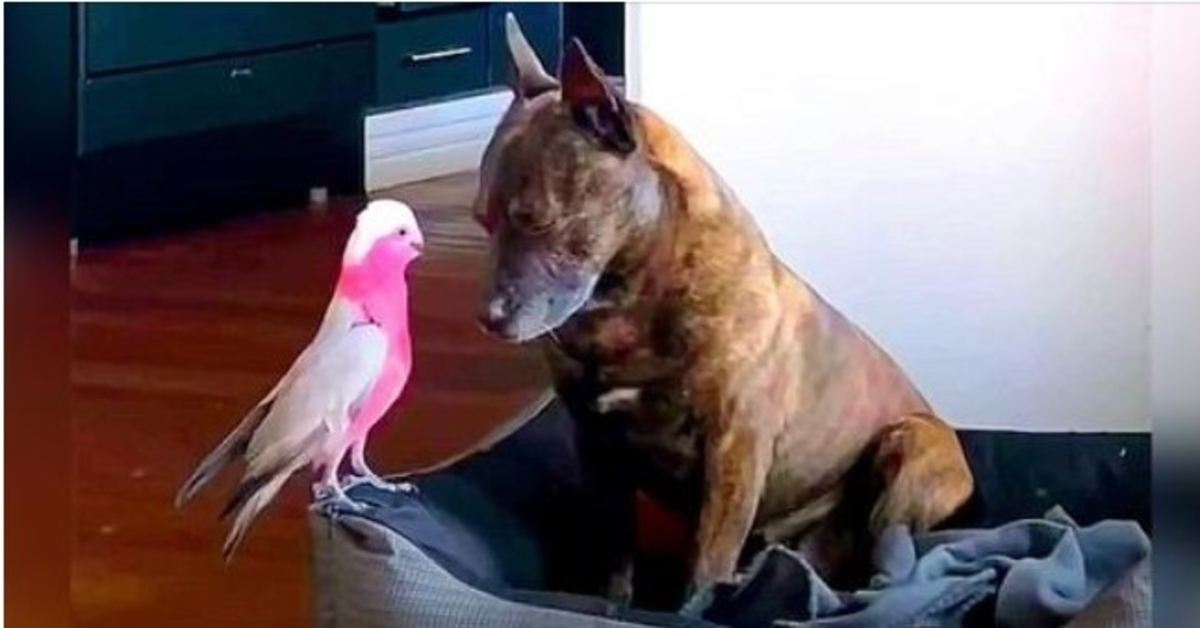 Depressed Dog Cries All Day After The Injured Bird He Saved Heals & Flies Away