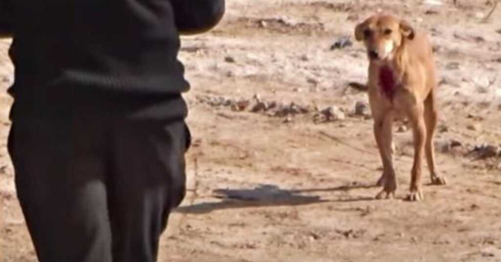 Pained Stray With “Torn Open” Wound Wagged With Hope As They Approach