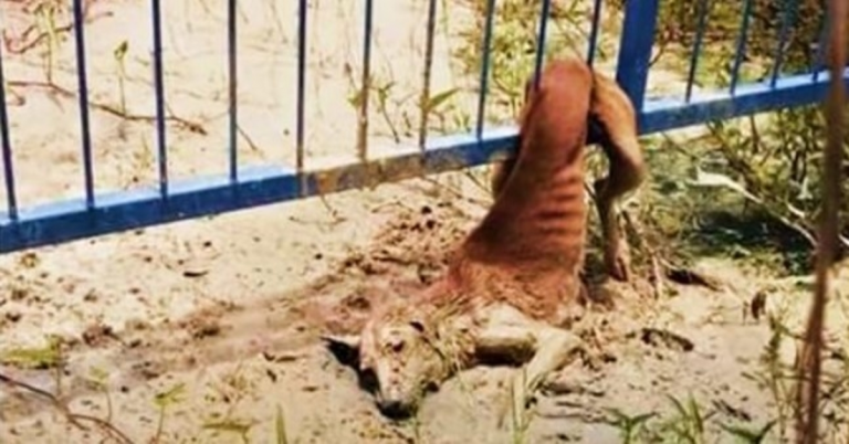 Stray Stuck In Fence Sheds Tears As Voices Near, But They Can’t Move Her Body