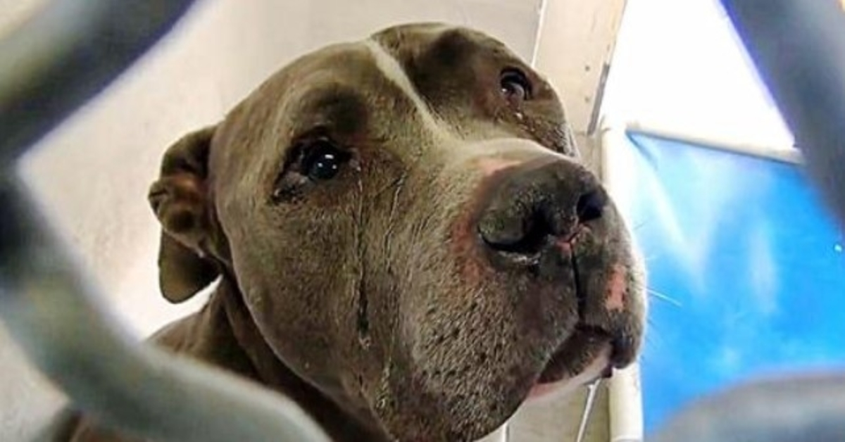 Tears Flow From His Eyes As He Can’t Understand Why Family Left Him In Shelter