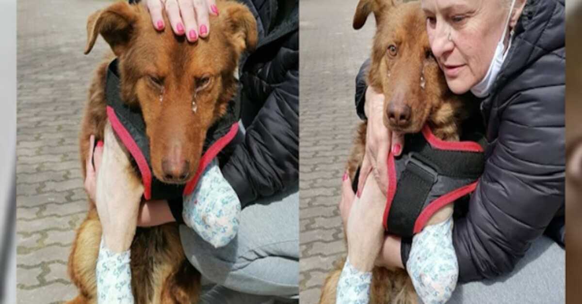 The stray dog had been crying from pain for a long time, until the kind man finally approached to help him