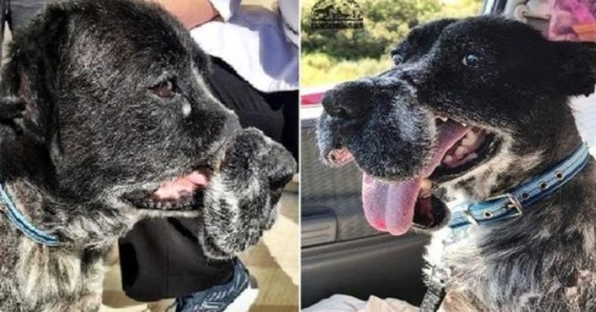 Dog Who Was Deformed By Cruel Wire Muzzle Now Has a Home
