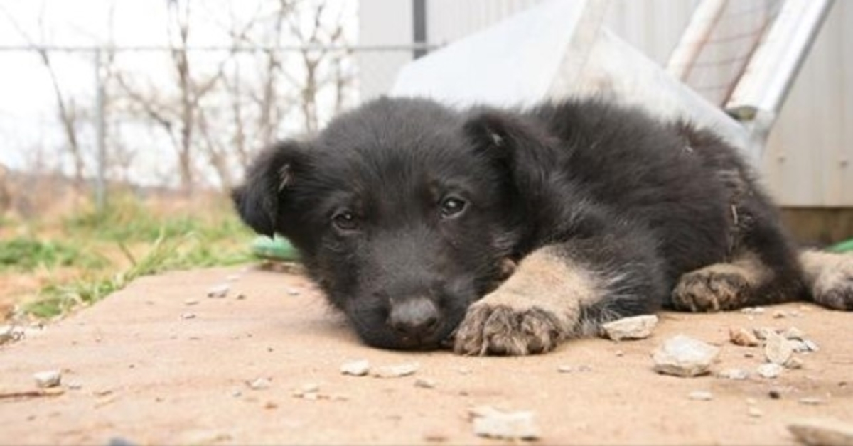 Starving Puppy Too Weak To Walk, Crawls Himself To Rescuers