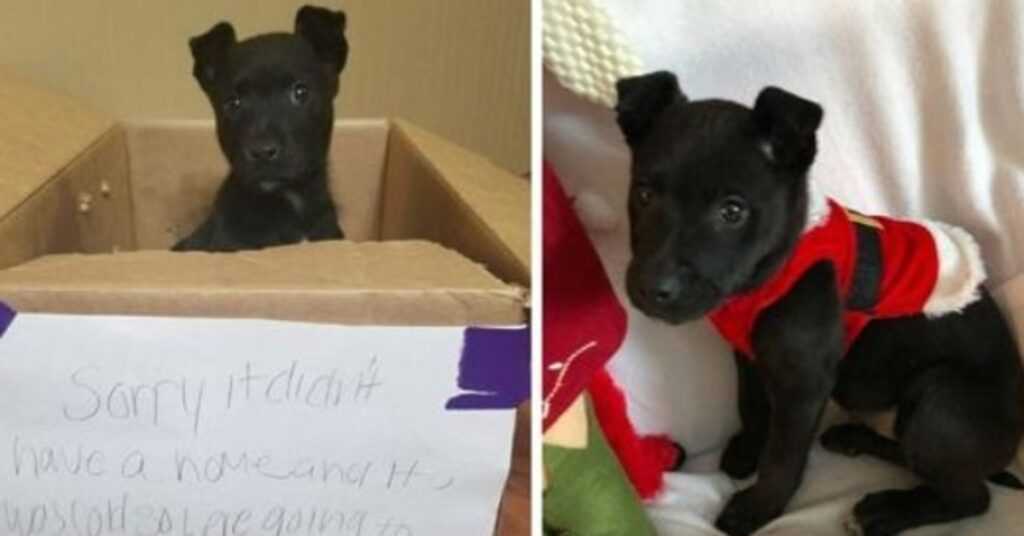 Little Boy Left A Puppy In A Box At The School Door And Flees The Scene