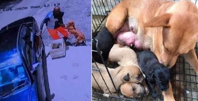 Sick mother dog pleads man to not abandon her and her newborn puppies in a heartbreaking footage