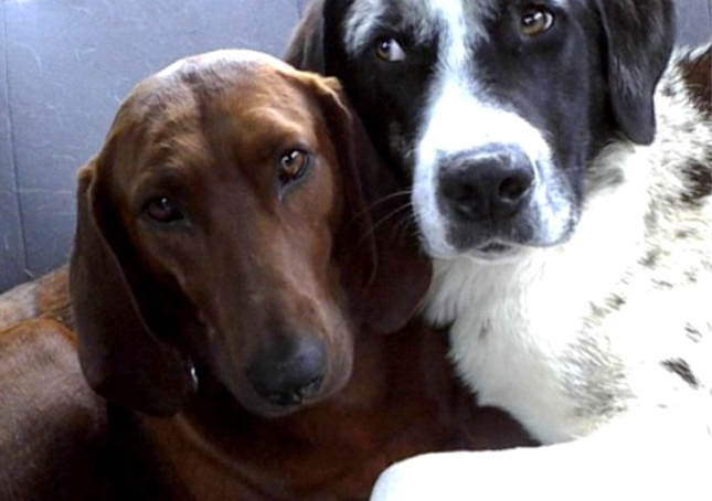 Dog Who Was About to Be Adopted Refused to Leave Her Best Friend Behind