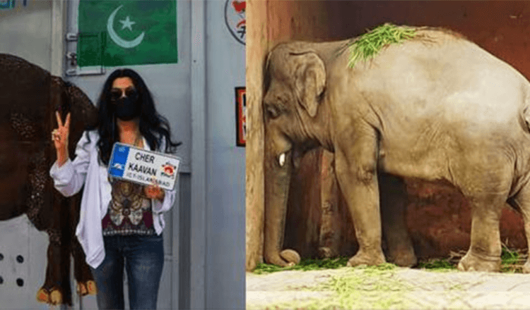 Why U.S Singer Cher Freed Elephant Kavaan From Pakistan’s Zoo