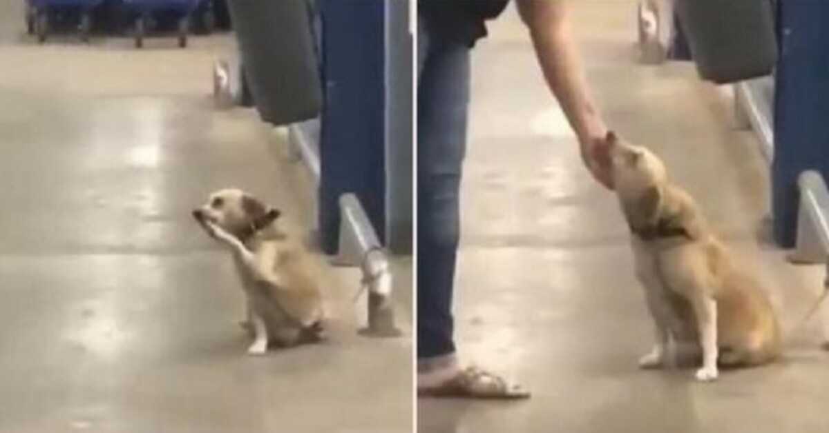 Abandoned By Owner At Supermarket Gate, poor Dog ‘Wags’ To Each Passerby To pray For Adoption