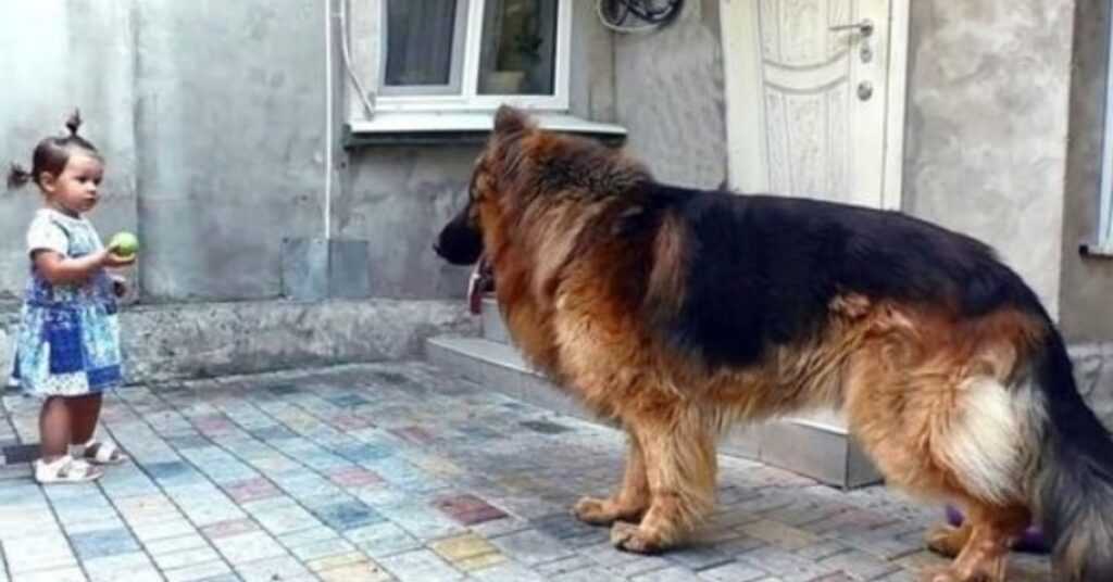 The girl rescued a big dog from the market. Nobody loved it, while it wanted warmth and happiness.