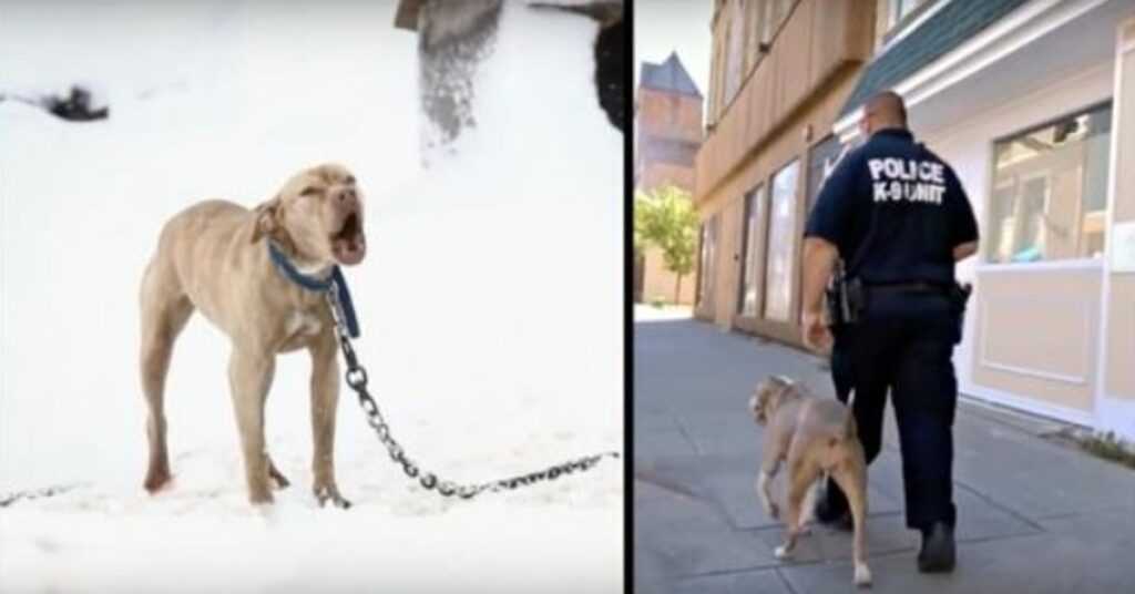 Pit Bull Chained Up In Snow Cried For Help And A Police Officer Gave Her The Chance Of A Lifetime