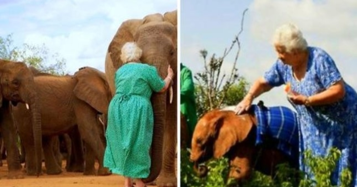 Elephants Who Lost Parents To Ivory Trade Run To Hug The Angel Who Raised Them