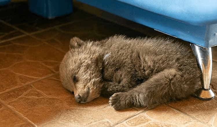 Man Adopts Tiny Bear Cub To Save Its Life After It Wandered Into A Village (+7 Pics)