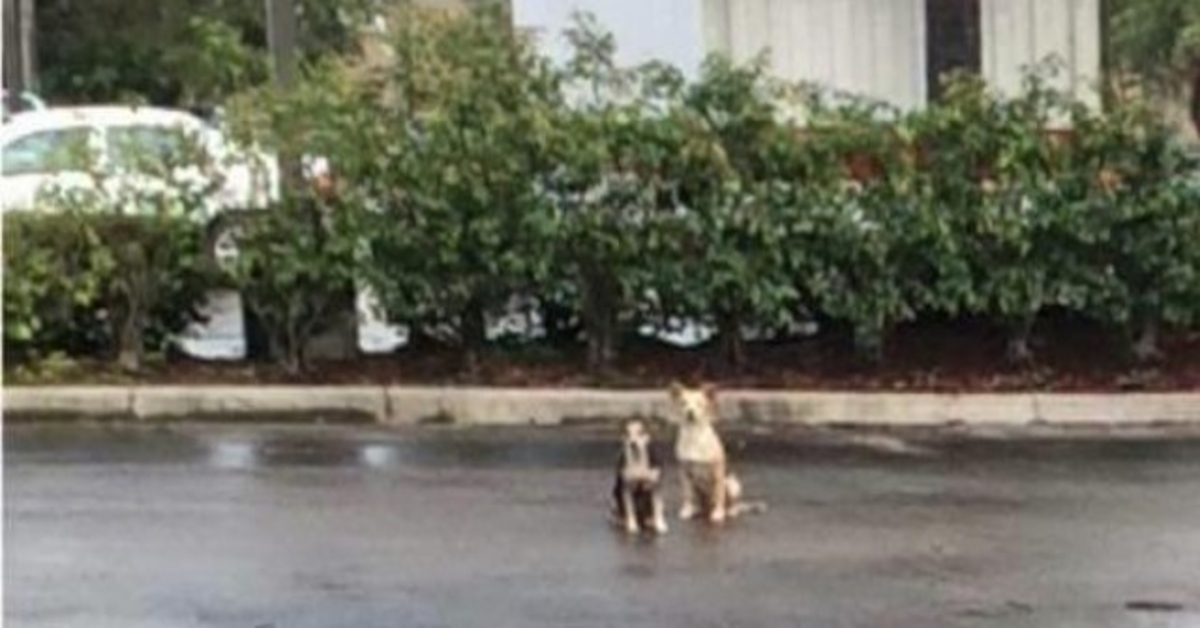 Dogs Spend Weeks In Parking Lot, Refusing To Move From Spot They Were Abandoned
