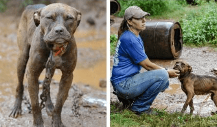 Malnourished Dog Rescued From Dogfighting Ring Experiences Love For The First Time