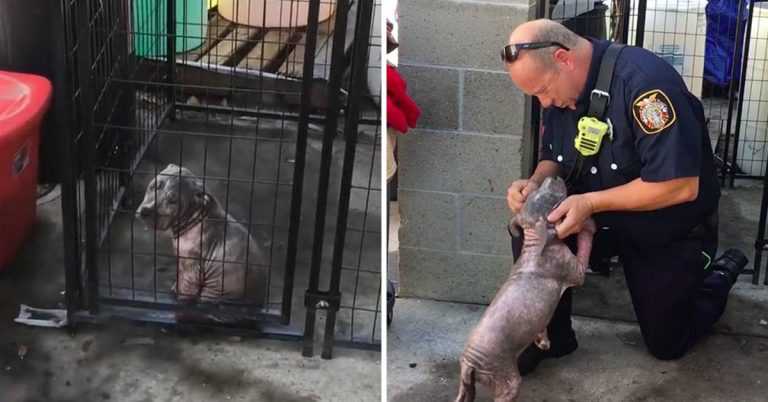 A Small Depressed Pitbull Puppy At Shelter Finds Happiness After Being Adopted By The Firefighter Who Saved Her