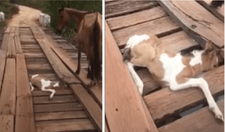 Man Spots Distressed Mama Horse Then Sees Tiny Foal Trapped In Bridge Next To Her