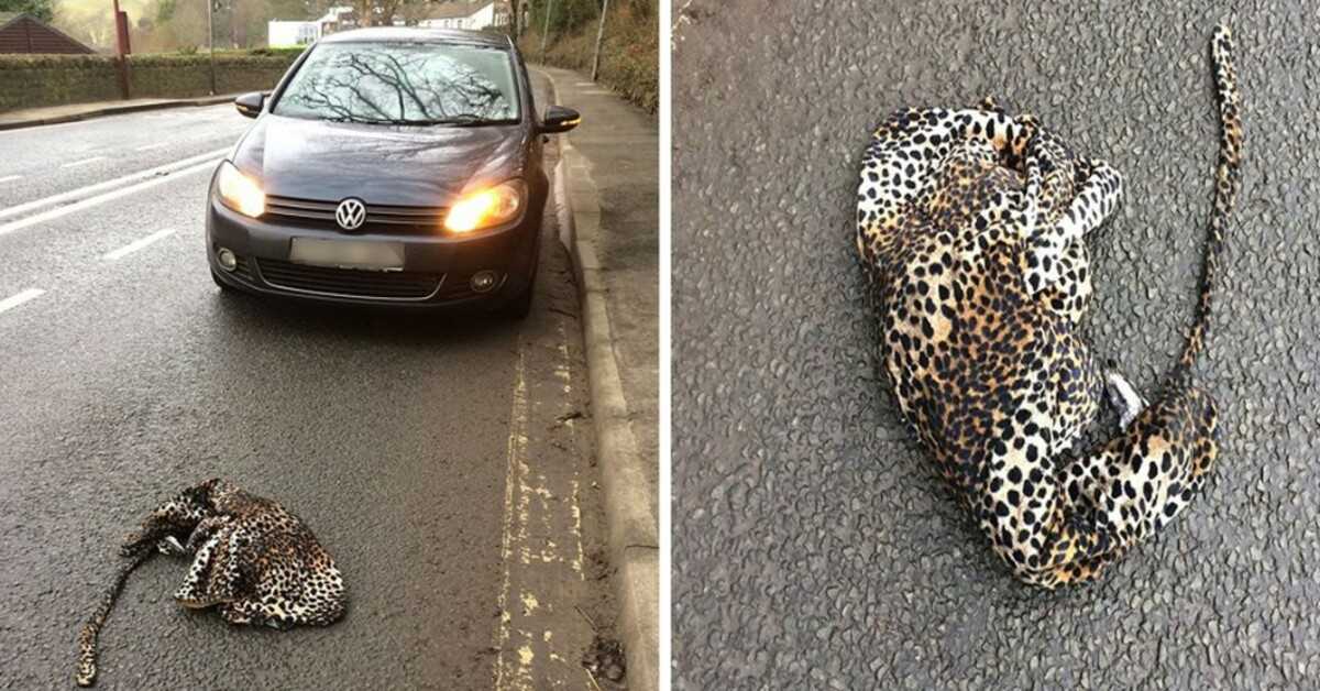 Man Stops His Car In Fear To Help Injured Leopard Laying On The Road