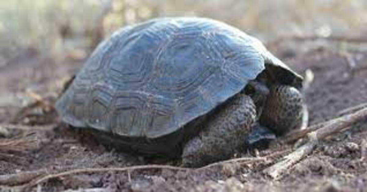 Baby Tortoises Born On Galapagos Island For The First Time In A Hundred Years
