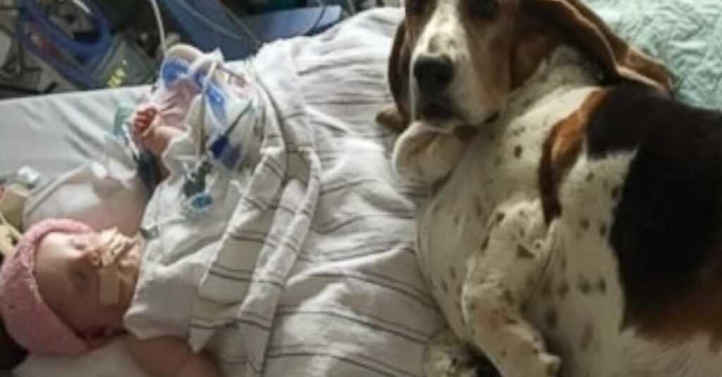 Basset Hounds Stay With Dying Baby Until She Takes Her Final Breath