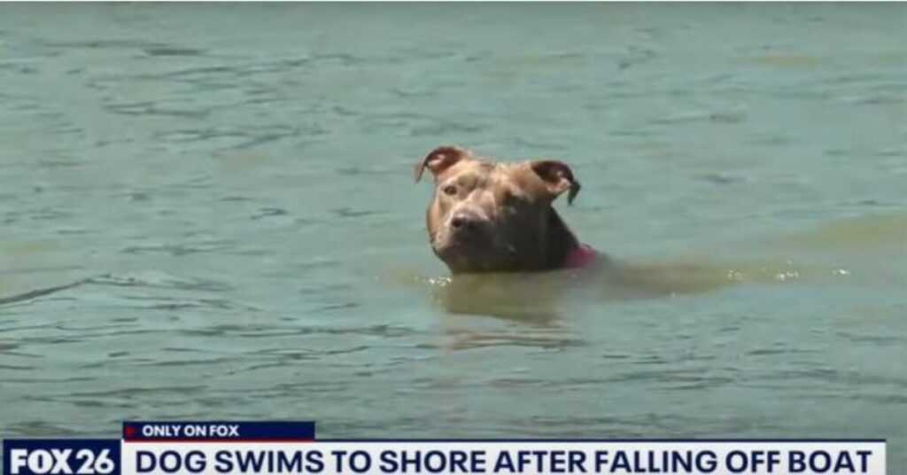 Dog who fell off shrimp boat found alive days later after swimming six miles to shore