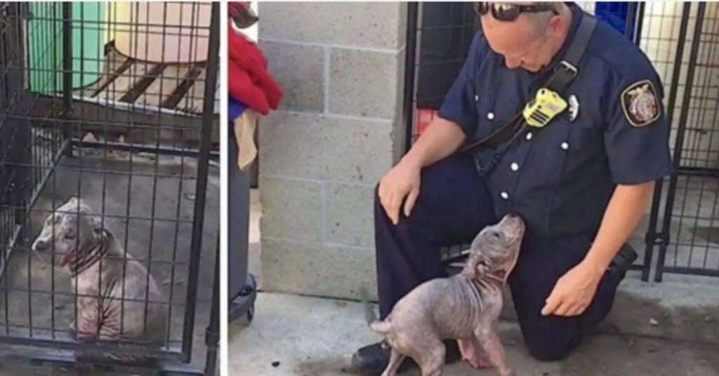 Sad shelter puppy becomes ecstatic when the firefighter who saved her shows up to adopt her