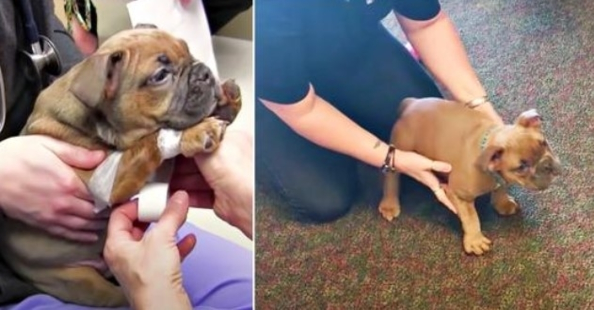 Breeder Puts Paralyzed Puppy In Box Since He’s Worthless & Woman Tests His Will