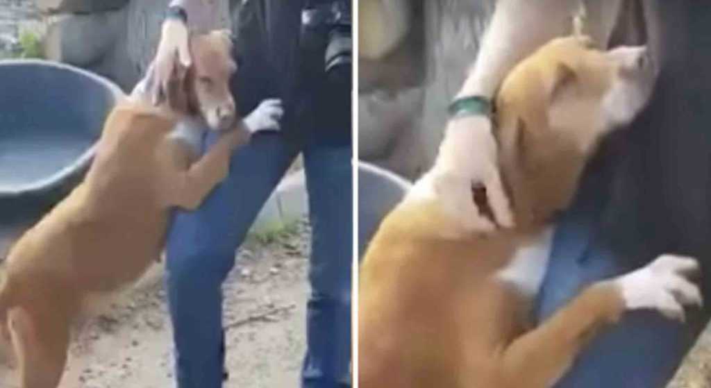 Sad Dog Hugs News Reporter Until He Decides To Adopt Her