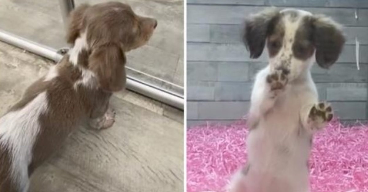 Tiny Dachshund Begs Woman Not To Take Away The Only Friend He Has In The World