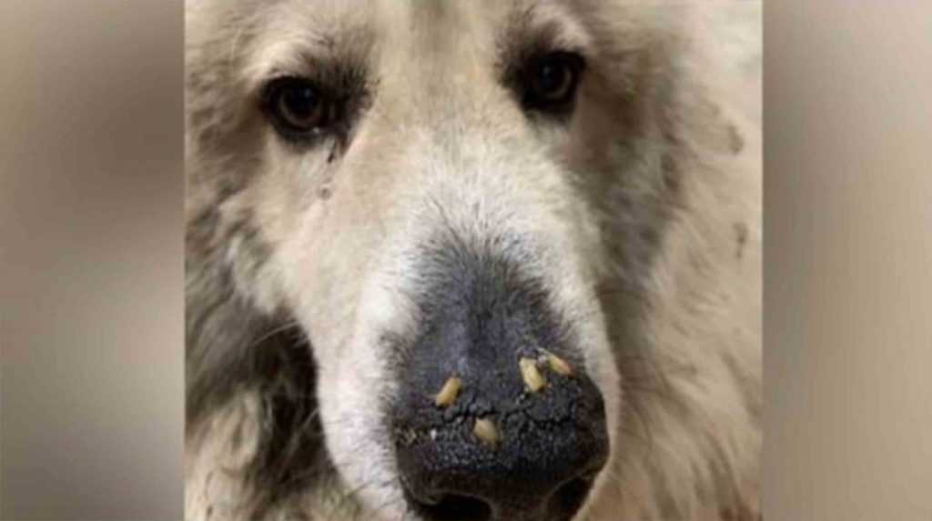 Dog Just Days From Dying Discovered With Maggots Crawling In Snout