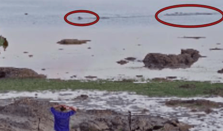 Enormous Crocodile Chases Dog Swimming In Ocean As Owner Desperately Calls To It
