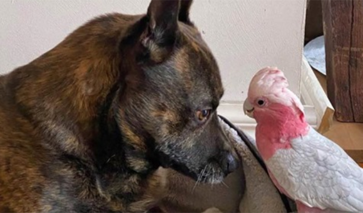 Dog Finds Injured Parrot and Now They Are Inseparable