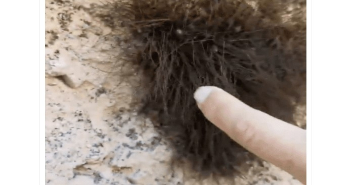 Hikers Find Big Ball Of Fur, Realized It Wasn’t Fur At All