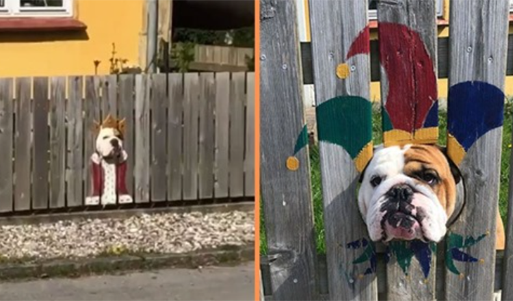 Woman Paints Fence For Nosy Bulldog – Passerby’s Find It Hilarious