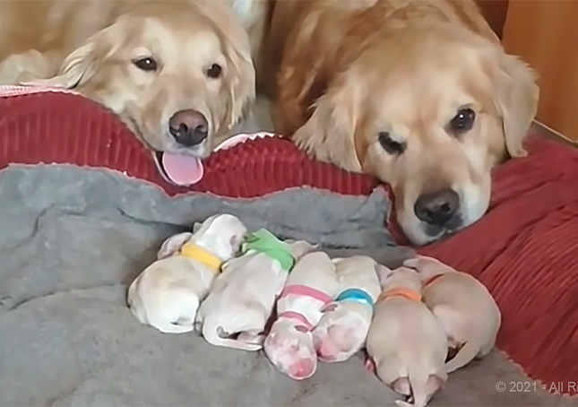 Golden Retriever Parents Watching Over Their Newborn Puppies (Video)