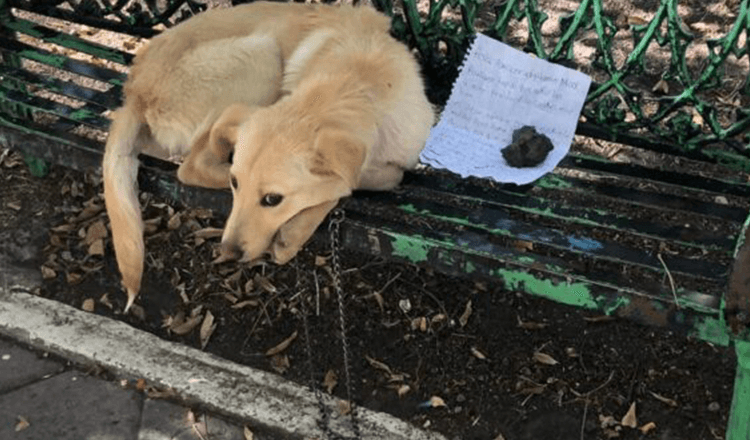 Terrified Puppy Found Abandoned On Bench With Heartbreaking Note