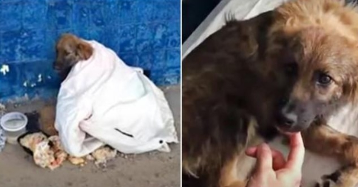 Bus-Stop Stray Stared At Commuters That Kept Passing By & Left Him Rotten Food