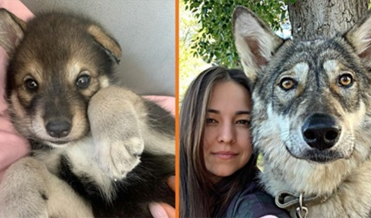 Wolf Abandonded By Its Mother Grows Up With Human Family – Acts Like A Dog