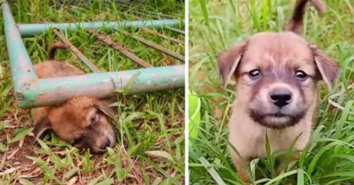 Stray Pup Got Stuck Under A Gate Screaming In Pain, Until He Passed Out