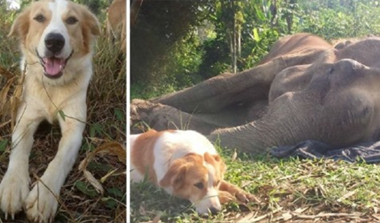 Dog Refuses To Be Separated From His Elephant Friend In His Last Hours Of Life