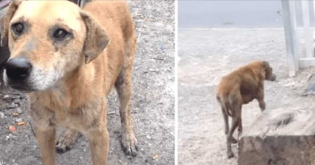 Street Dog Wouldn’t Leave Without Her Friend, Leads Rescuers To Her