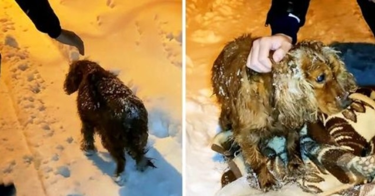 Dog Left To Die Outside In The Snow Walks Down The Road With His Last Strength